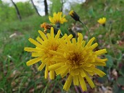 12 Hieracium... (Sparviere)